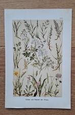 Gräser und Kräuter orig