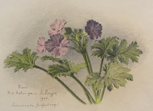 Fritz berger blumen bleistift - berger,