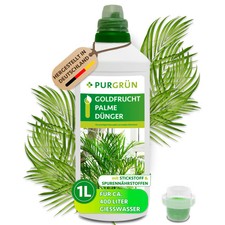 Purgrün Goldfruchtpalme