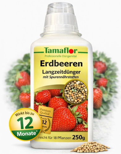 Dünger erdbeeren pflanzen - erdbeeren,