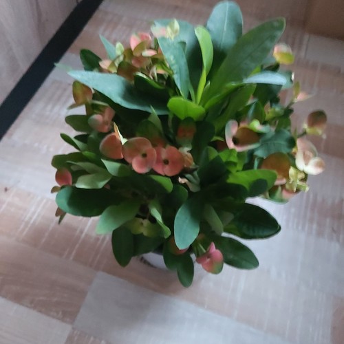 Christusdorn euphorbia milii - christusdorn,