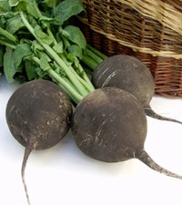 Rettich Runder Schwarzer –