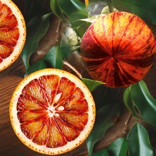 Orangenbaum arcobal - orangenbaum,