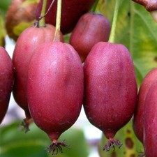 Kiwi hardy red weiblich - hardy,