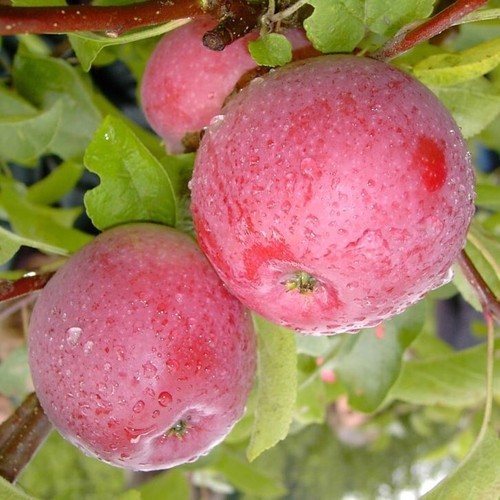 Blauer kölner winterapfel - blauer,