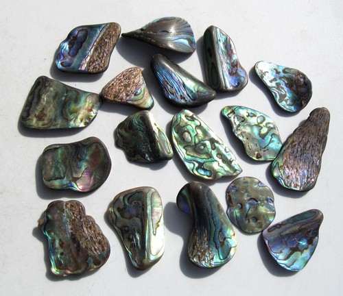 Paua muschel abalone - paua,