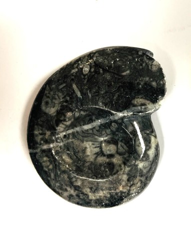 Fm0026 goniatit ammonit fossil - fm0026,