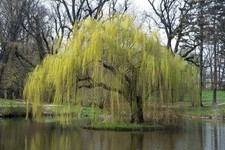 Echte Trauerweide im Topf, Salix babylonica, ca. 15-20 cm aus dem Biogarten