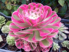 Sukkulente Aeonium Pink Witch