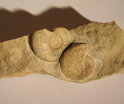 Ataxioceras ammoniten stufe - ataxioceras, ammoniten-stufe