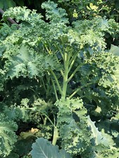 Grünkohl Ostfriesische Palme Hochwachsender Federkohl alte Sorte Cavolo riccio