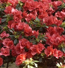 INKARHO - Großblumige