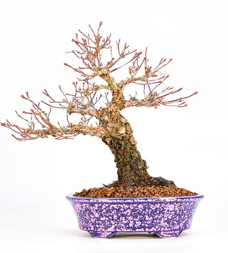 Bonsai fächerahorn acer - fächerahorn,