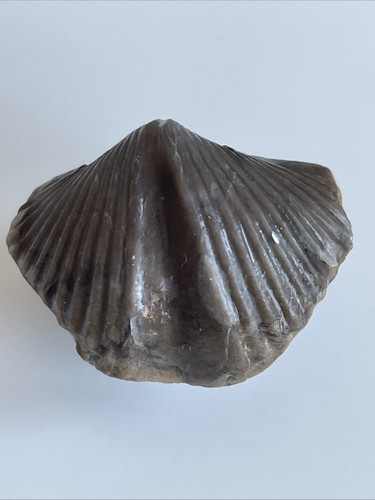 Spinocyrtia apollinis - spinocyrtia,