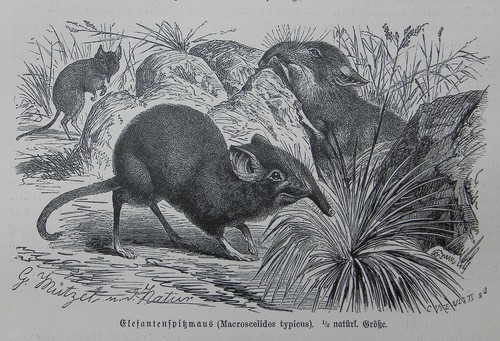 Elefantenspitzmaus - ,