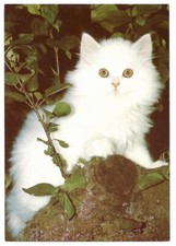 3 Postkarten mit Katzenmotiv