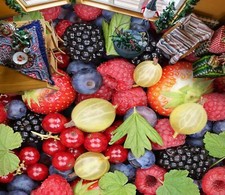 3D Frucht Trauben 1814NA