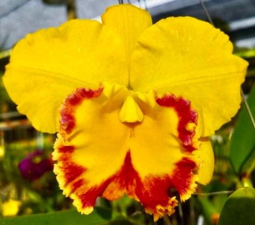 Cattleya golden fire new - golden,