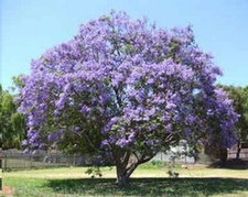 SAMEN Balkon Terrasse
