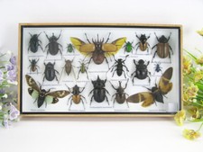 Einzelstück, echte exotische