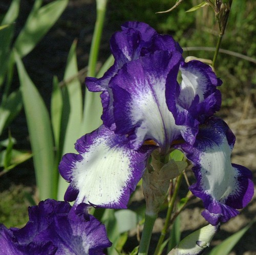Schwertlilie stepping out - schwertlilie,