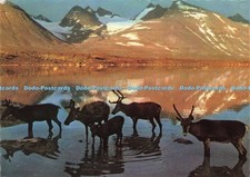 D197648 Renar vid Fjallsjo Ensamratt Grafisk Konst Wastfelt Jokkmokk