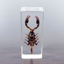 Skorpion in Acrylblock  Durchsichtiger Acrylblock  Insekten in Acryl Südostasien