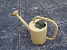 Kleine Metall Gießkanne mit Hauswurz bepflanzt