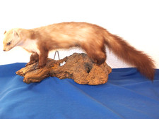 Steinmarder Präparat, Gesamtlänge mit Schwanz 72 cm