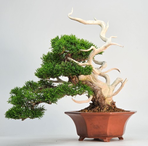 Bonsai premium wacholder - bonsai,