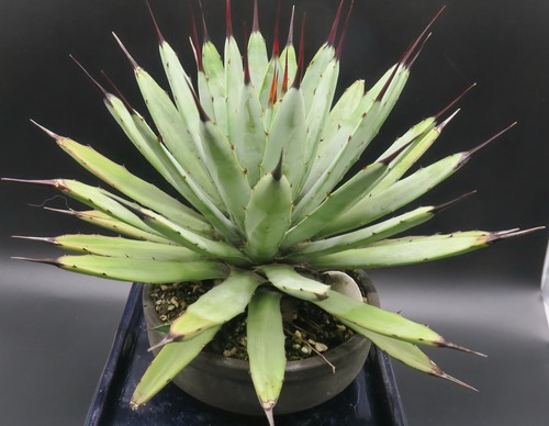 Agave parryi