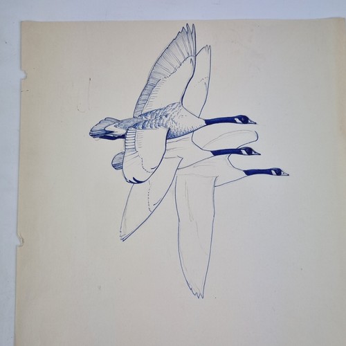 Sir peter markham - sir,