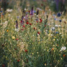50 qm WILDE APOTHEKE SAMEN MISCHUNG 60 HEILPFLANZEN WILDBLUMENWIESE BIENENWEIDE