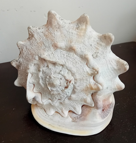 Cassis cornuta muschel helm - cornuta,