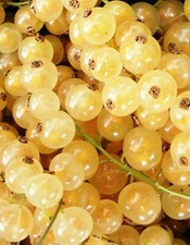 Weisse Johannisbeere - Ribes gracile White Currant 10+ Samen - Seeds - G 115