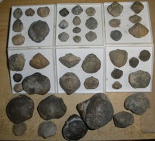 Brachiopoden / Muschel