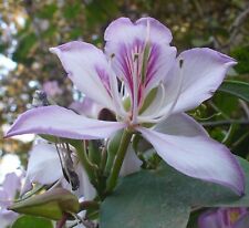 SAMEN WEISSER ORCHIDEENBAUM Pflanzkübel wetterfeste Klassiker seltene Pflanzen-