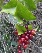 Sarsaparilla Schildert Aspera