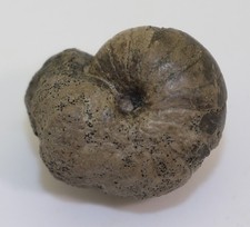 Nautilus, Eutrephoceras