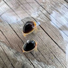 Asiatische Muschelschaler Eier