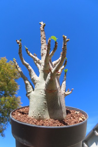 Adenium obesum wüstenrose - adenium,