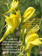Ginster Leinkraut,Linaria