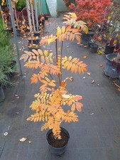 Sorbus aucuparia Edulis, 100-120cm Strauch, essbare Eberesche, Vogelbeere
