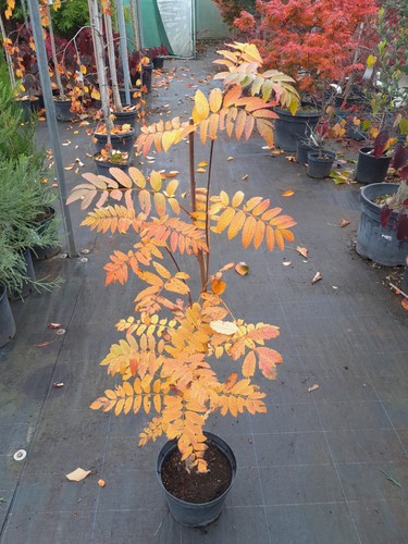 Sorbus aucuparia edulis - sorbus,