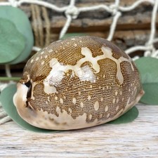 Cypraea Mappa 7cm echte Deko