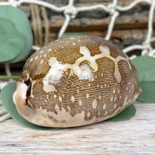 Cypraea mappa 7cm echte deko - cypraea,