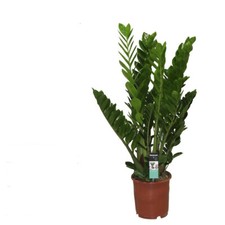Zamioculcas Zamiifolia Zanzibar Glücksfeder Zimmerpflanze Grünpflanze 