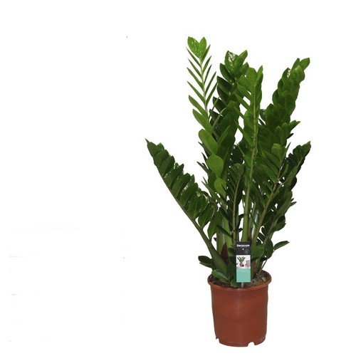 Zamioculcas zamiifolia - zamioculcas,