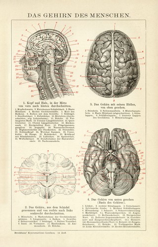 Menschliches gehirn anatomie - gehirn,