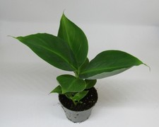 Musa acuminata -
